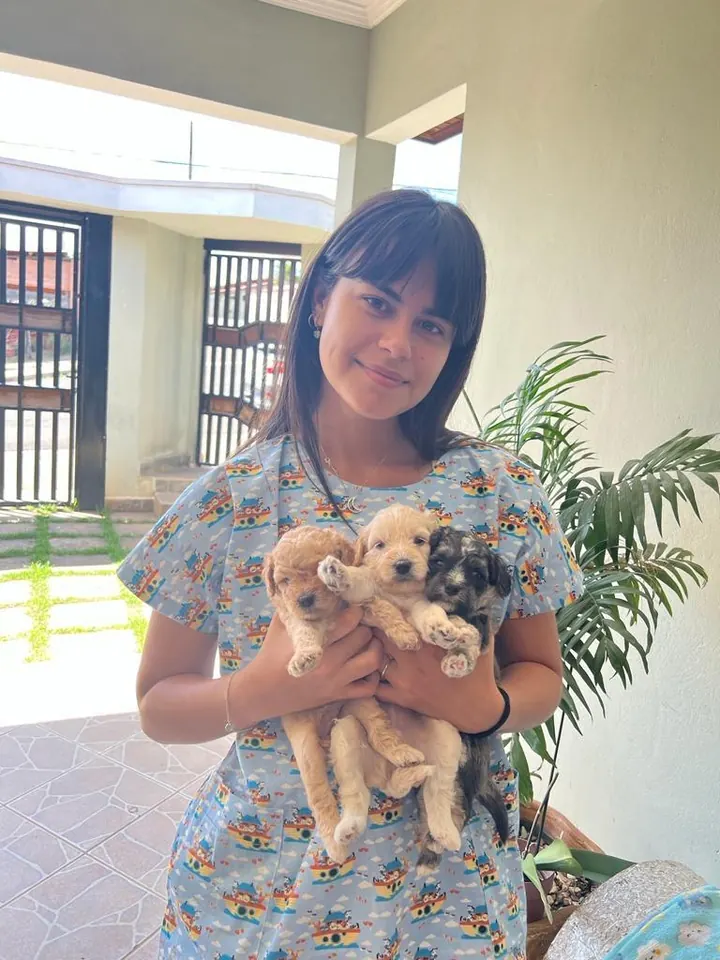 Dra. Juliana com filhotes de poodle